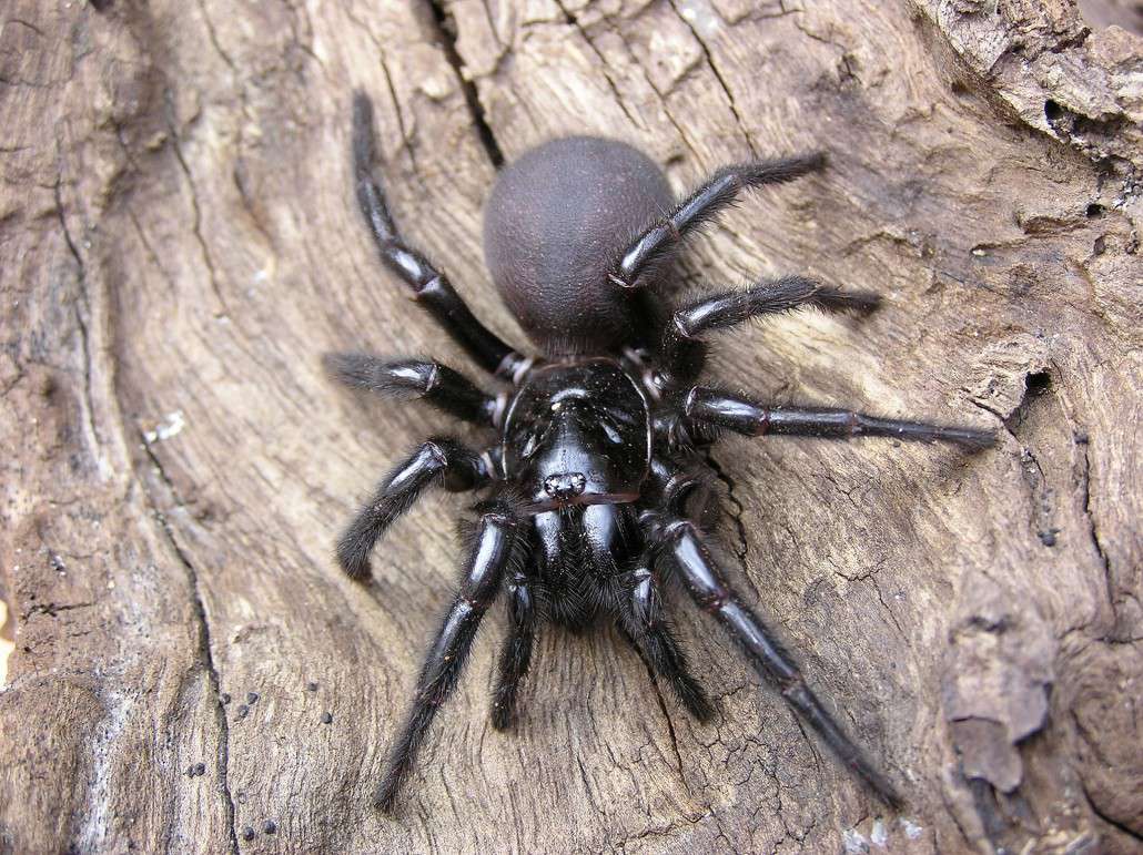 Our funnel web spider venom collection with Australian Reptile Park