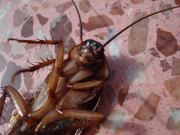 Cockroach exterminator North Brisbane advice from Progressive Pest Management