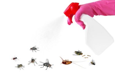 DIY pest control? Read this first!