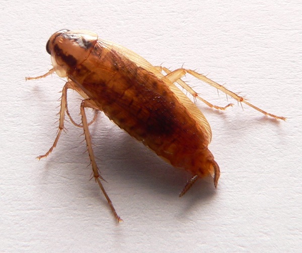 FACTSHEET: German Cockroach