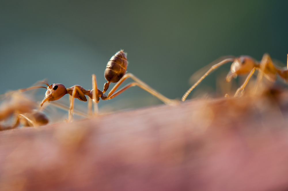 How to get rid of ants in and around your home?