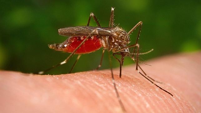 5 reasons why mosquitoes bite some and not others