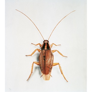 Pests in Australia - German cockroaches. Advice from Progressive Pest Management