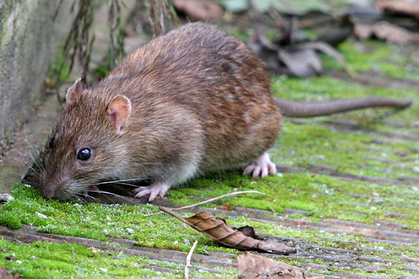 Pests in Australia - rodents. Advice from Progressive Pest Management