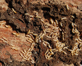 Pests in Australia - Termites. How to manage tips from Progressive Pest Management