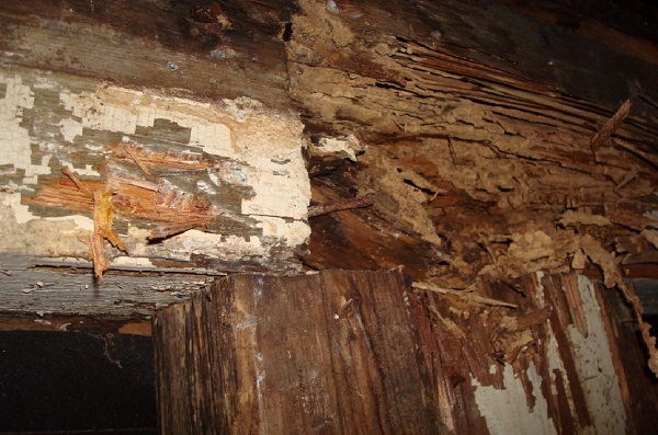 How often do you need a termite inspection?