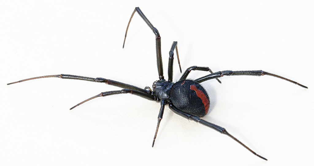 female redback spider can be removed with our pest control services Brisbane
