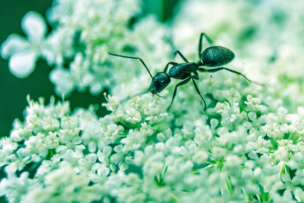 Ants frequently asked questions with Progressive Pest Management