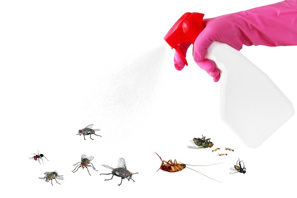 DIY pest control Brisbane North. Read this first from Progressive Pest Management