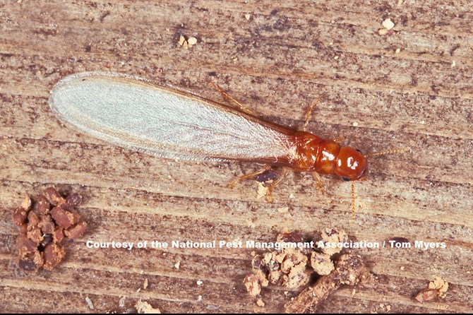Drywood termite swarmer. Advice from Brisbane north's Progressive Pest Management