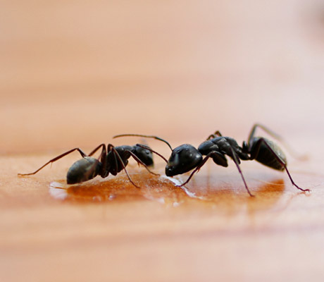 Pests in Australia - ants. How to manage tips from Progressive Pest Management
