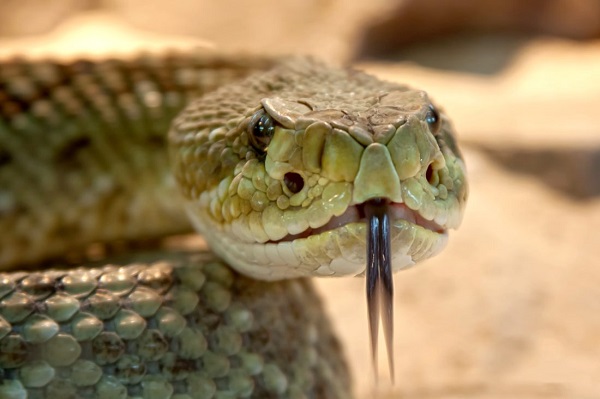 Snake catchers Brisbane Progressive Pest Management handle rattlesnake and dangerous snakes.